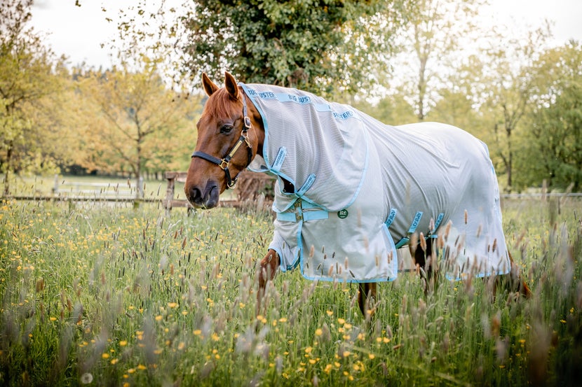 Horse walking through grass field, wearing a Horseware fly sheet.